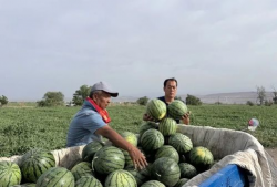 林州吃瓜大爆料是谁,幕后推手是谁？